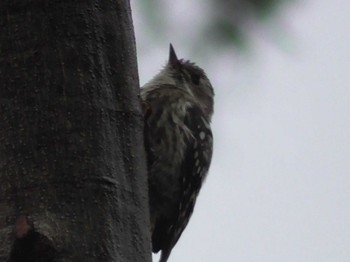 Japanese Pygmy Woodpecker 航空公園 Mon, 5/15/2023