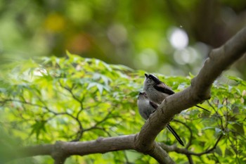 エナガ 京都府立植物園 2023年5月13日(土)