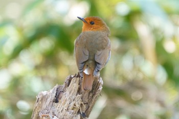 Japanese Robin 奥日光 Thu, 5/11/2023