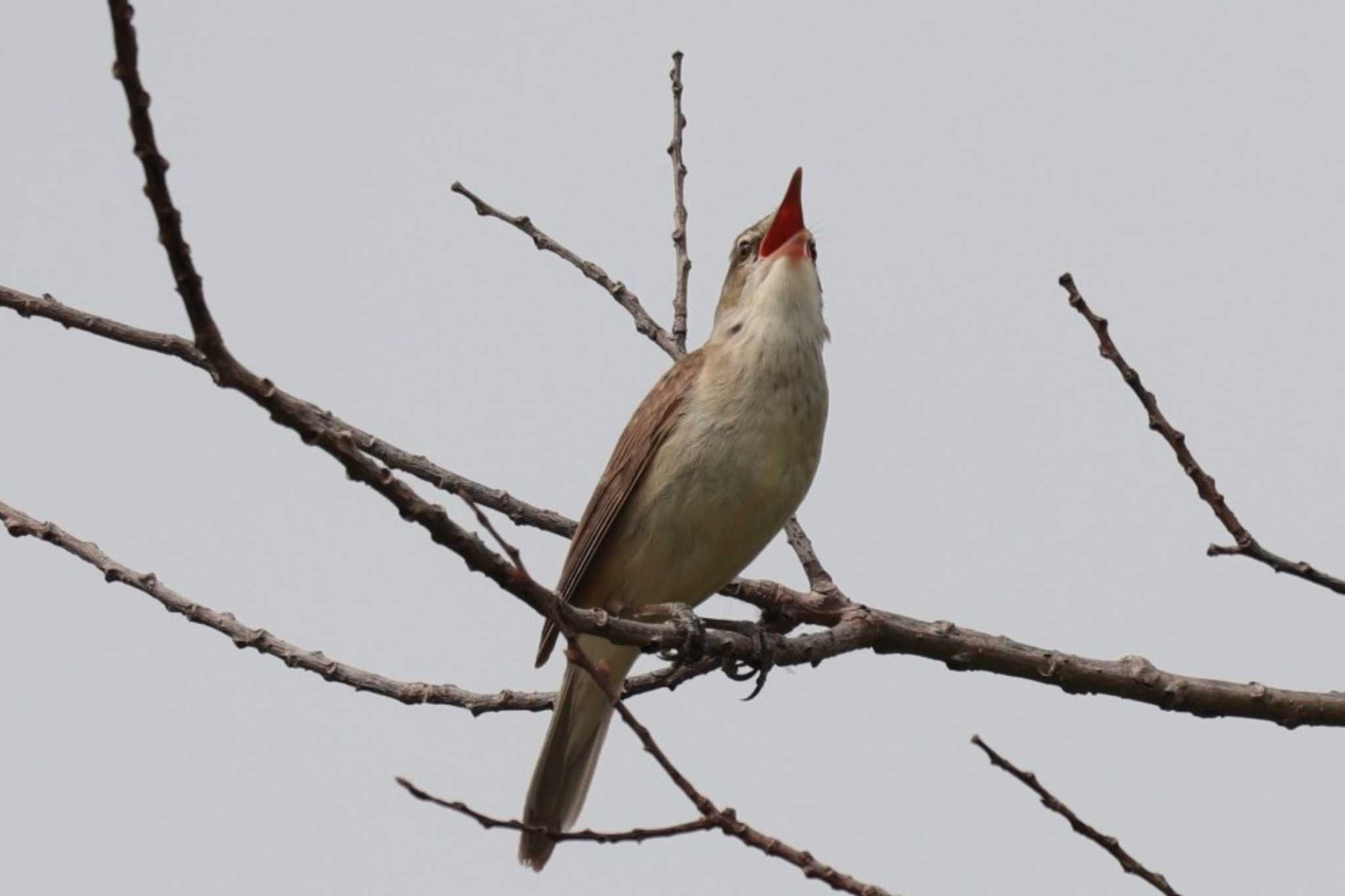 Oriental Reed Warbler