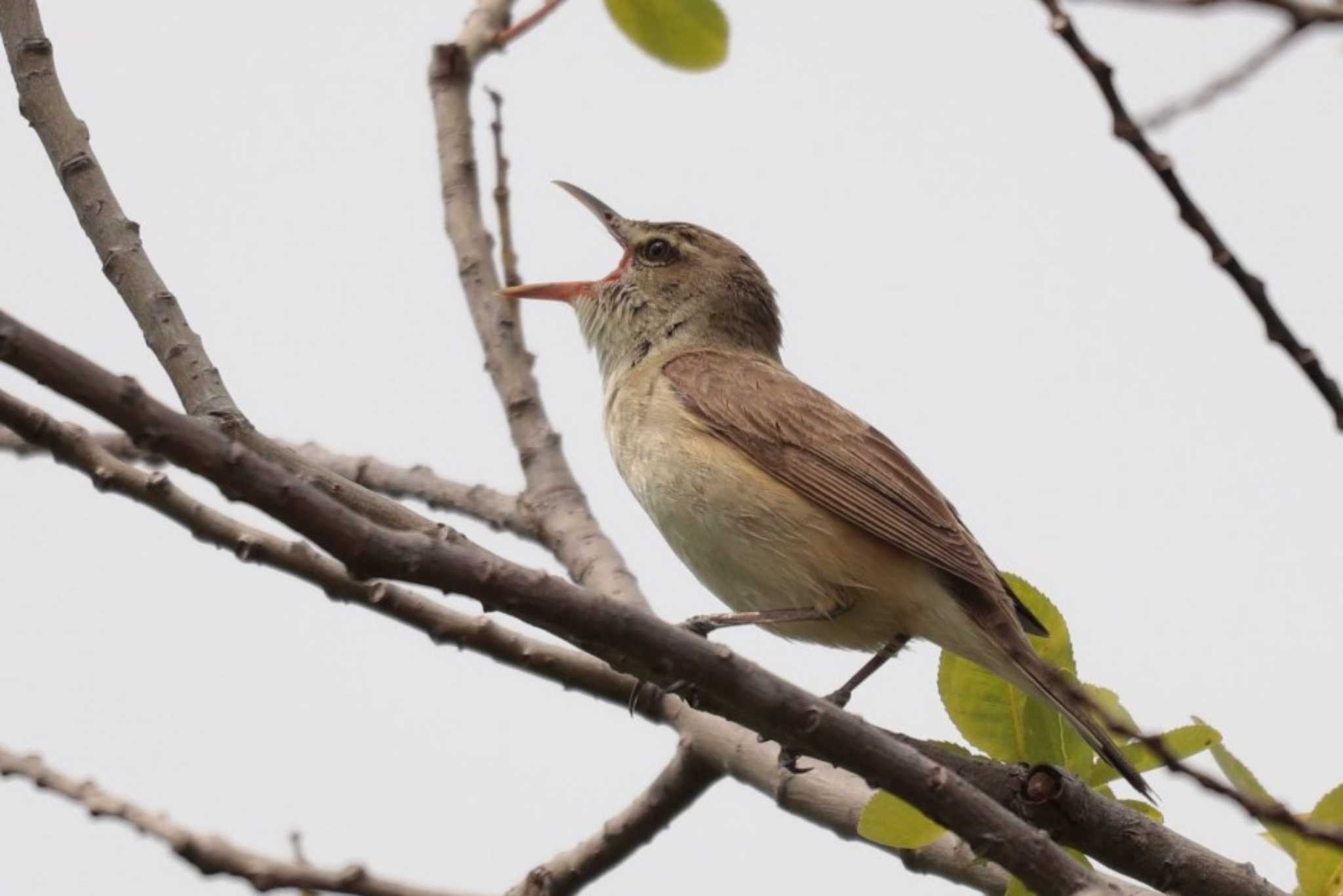 Oriental Reed Warbler