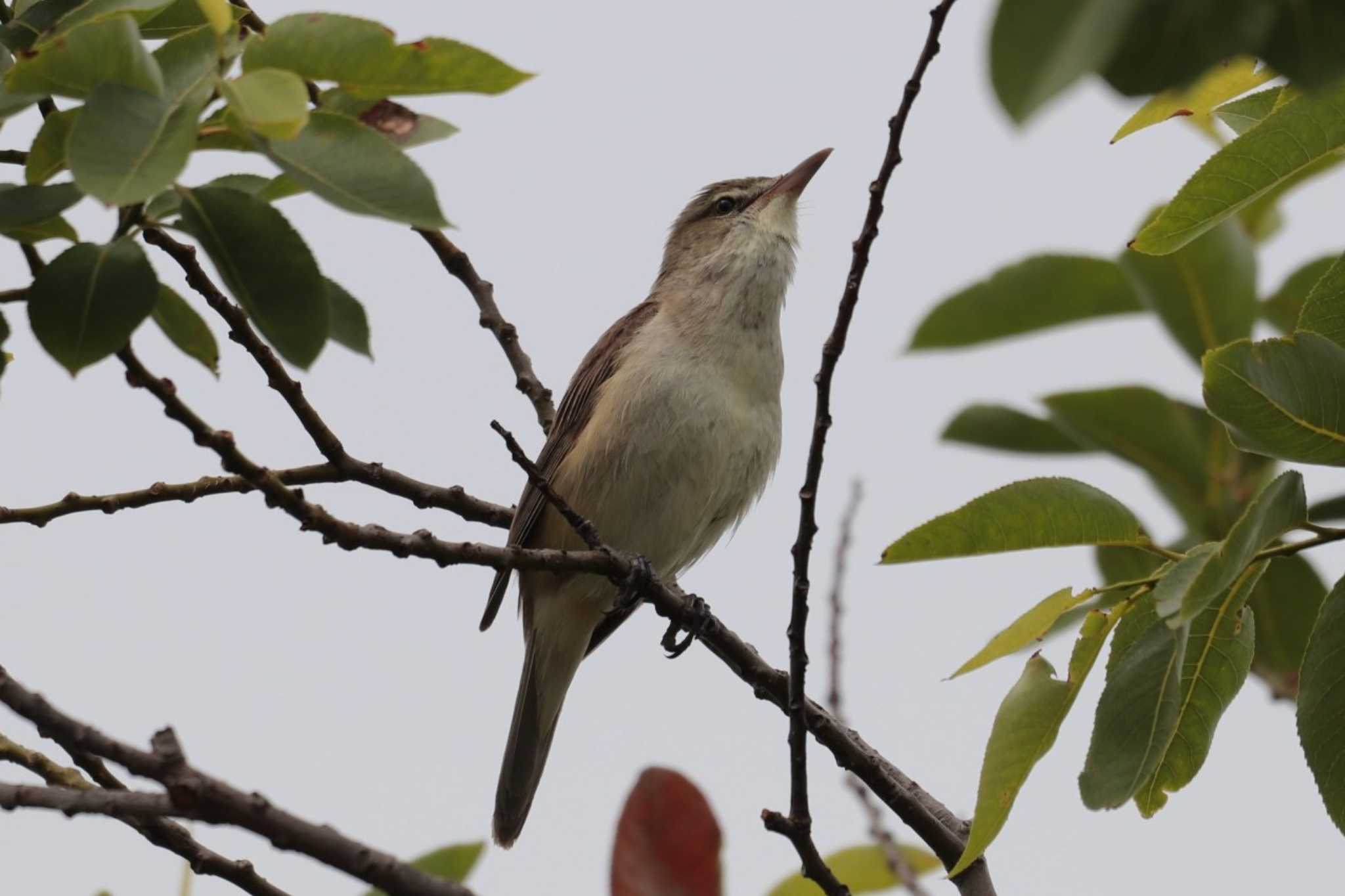 Oriental Reed Warbler