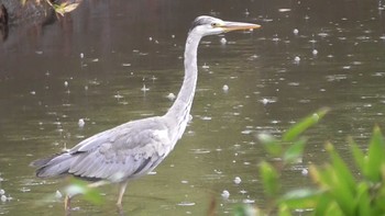 アオサギ 航空公園 2023年5月15日(月)