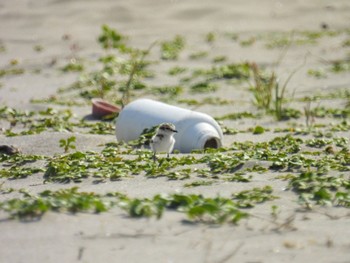 Kentish Plover 新潟市 Mon, 5/1/2023