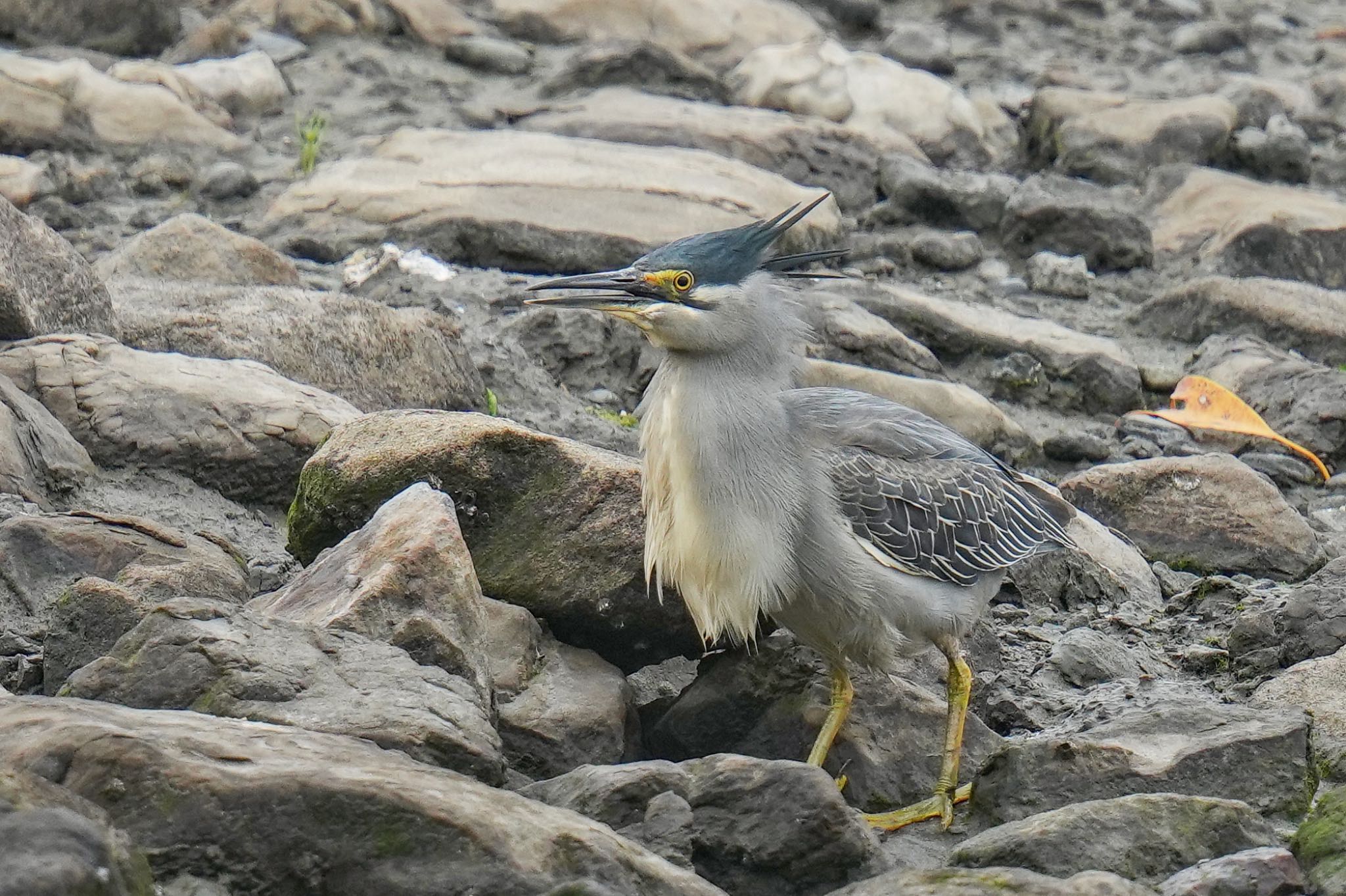 Photo of Striated Heron at Tokyo Port Wild Bird Park by アポちん