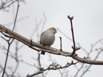 2023年5月13日(土) 戦場ヶ原の野鳥観察記録