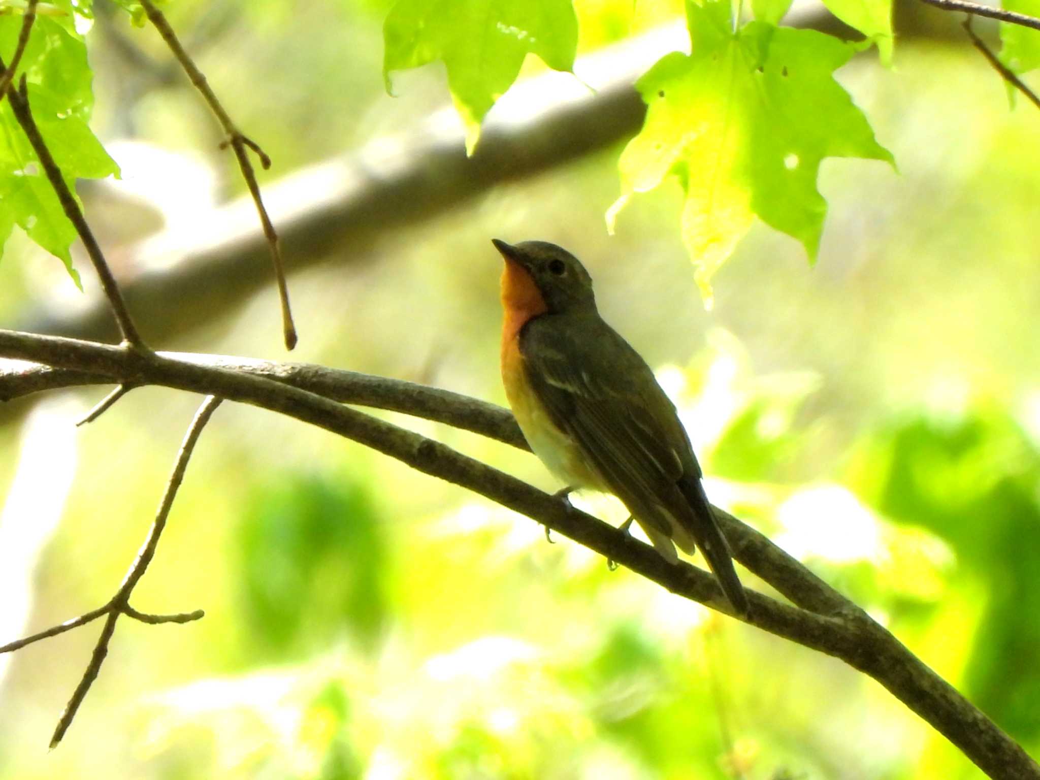 Photo of Mugimaki Flycatcher at 平和の滝 by Ko Sato