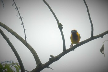 Trilling Shrike-babbler