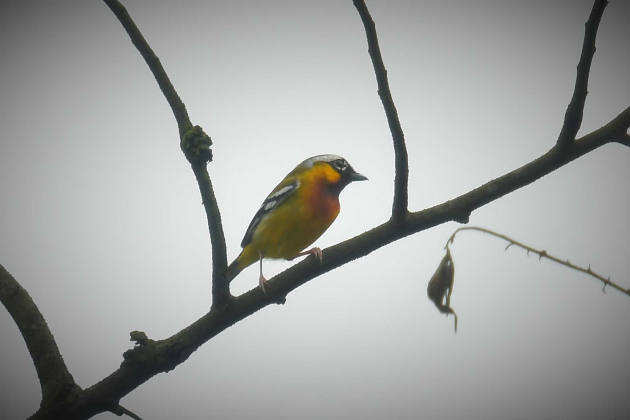 Photo of Trilling Shrike-babbler at ベトナム by でみこ