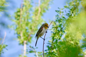 Verdin Henderson Bird Viewing Preserve Tue, 5/9/2023