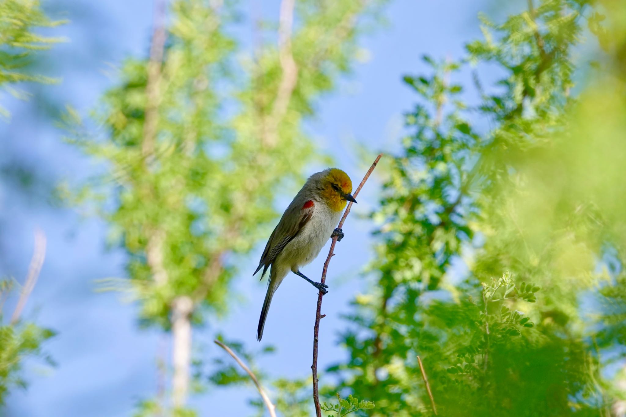 Henderson Bird Viewing Preserve アメリカツリスガラの写真 by speedgame