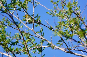 アメリカツリスガラ Henderson Bird Viewing Preserve 2023年5月8日(月)