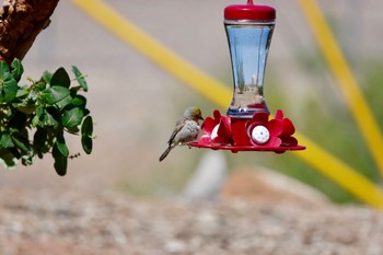 アメリカツリスガラ Henderson Bird Viewing Preserve 2023年5月8日(月)