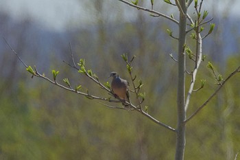 2023年5月14日(日) 留寿都の野鳥観察記録