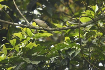 2023年5月3日(水) ベトナムの野鳥観察記録