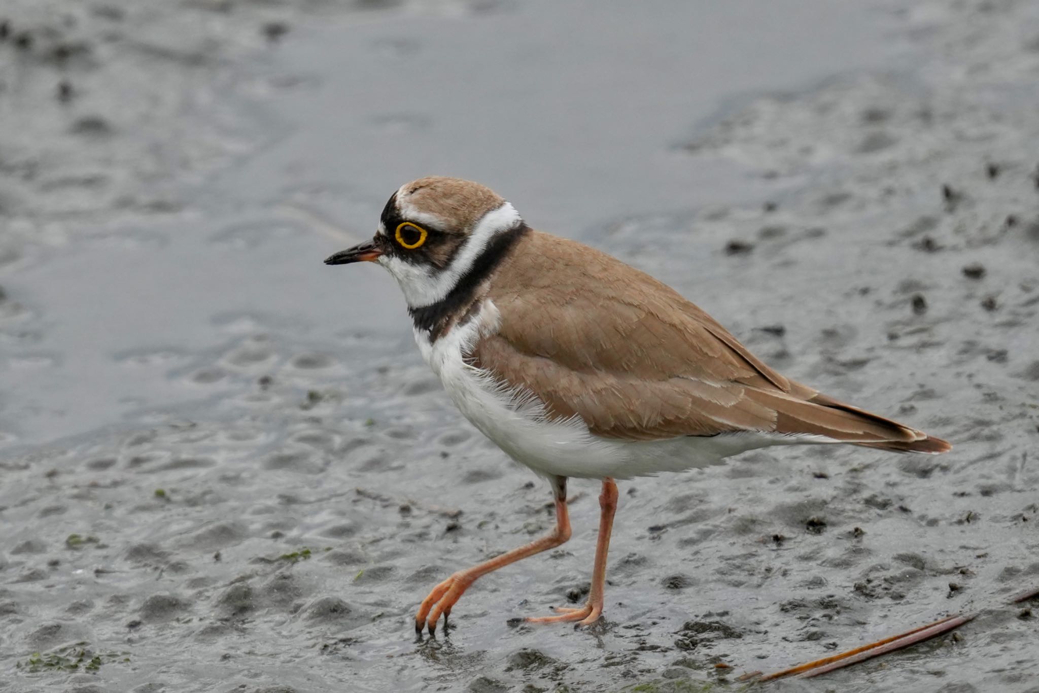 Photo of Little Ringed Plover at Tokyo Port Wild Bird Park by アポちん
