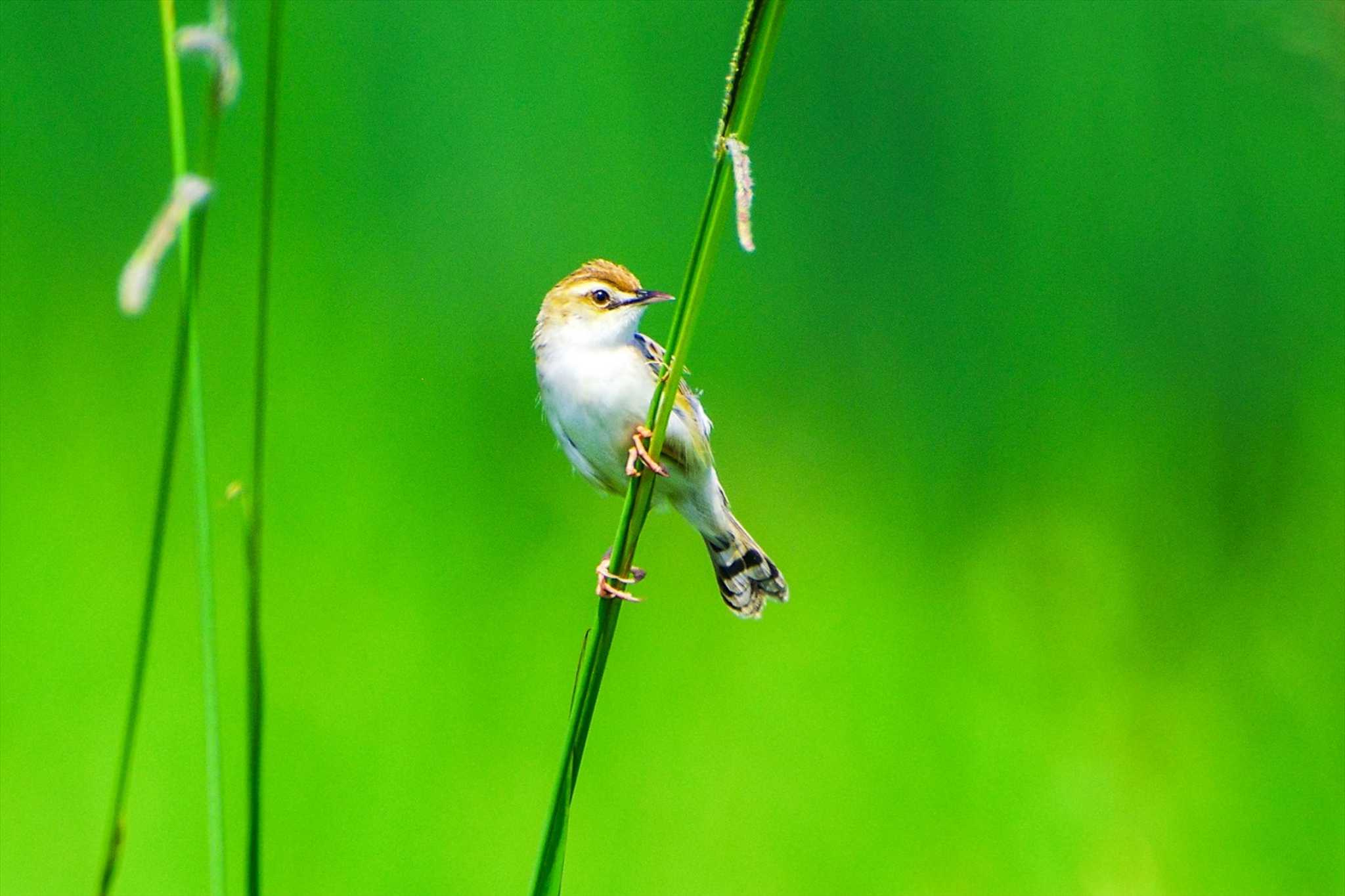 Zitting Cisticola