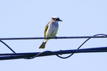 Thu, 5/11/2023 Birding report at 喜如嘉(沖縄県)