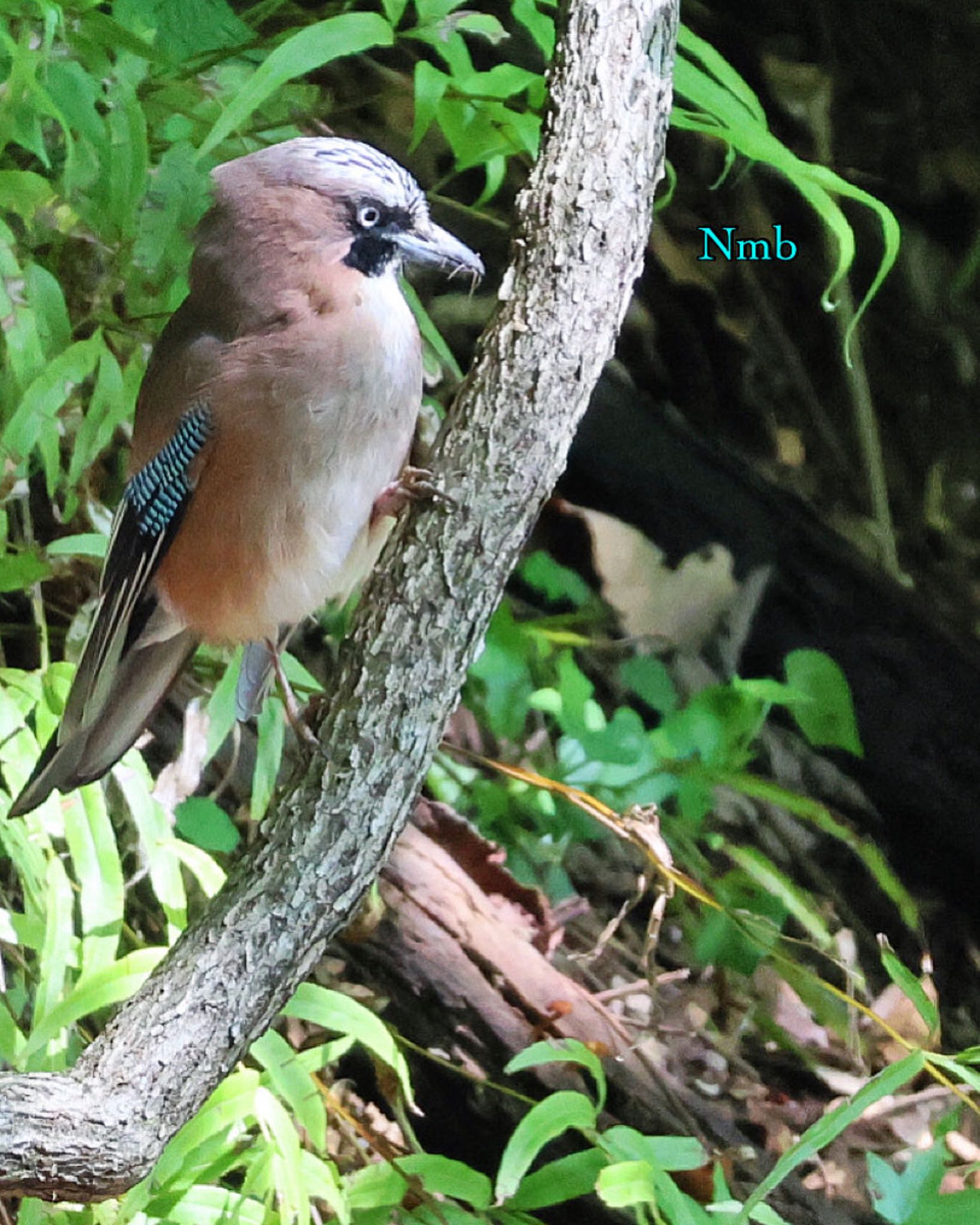 Photo of Eurasian Jay at  by soul.number.358