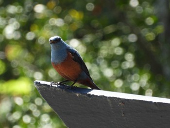 2023年5月1日(月) 熊野那智大社(和歌山県)の野鳥観察記録