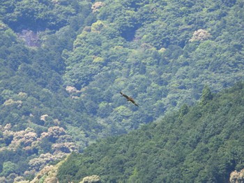 トビ 熊野速玉大社(和歌山県) 2023年5月1日(月)