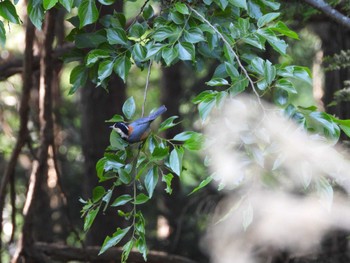 2023年5月1日(月) 吉野熊野国立公園(和歌山県)の野鳥観察記録