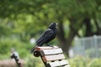 ハシボソガラス 昆陽池公園 2018年6月27日(水)