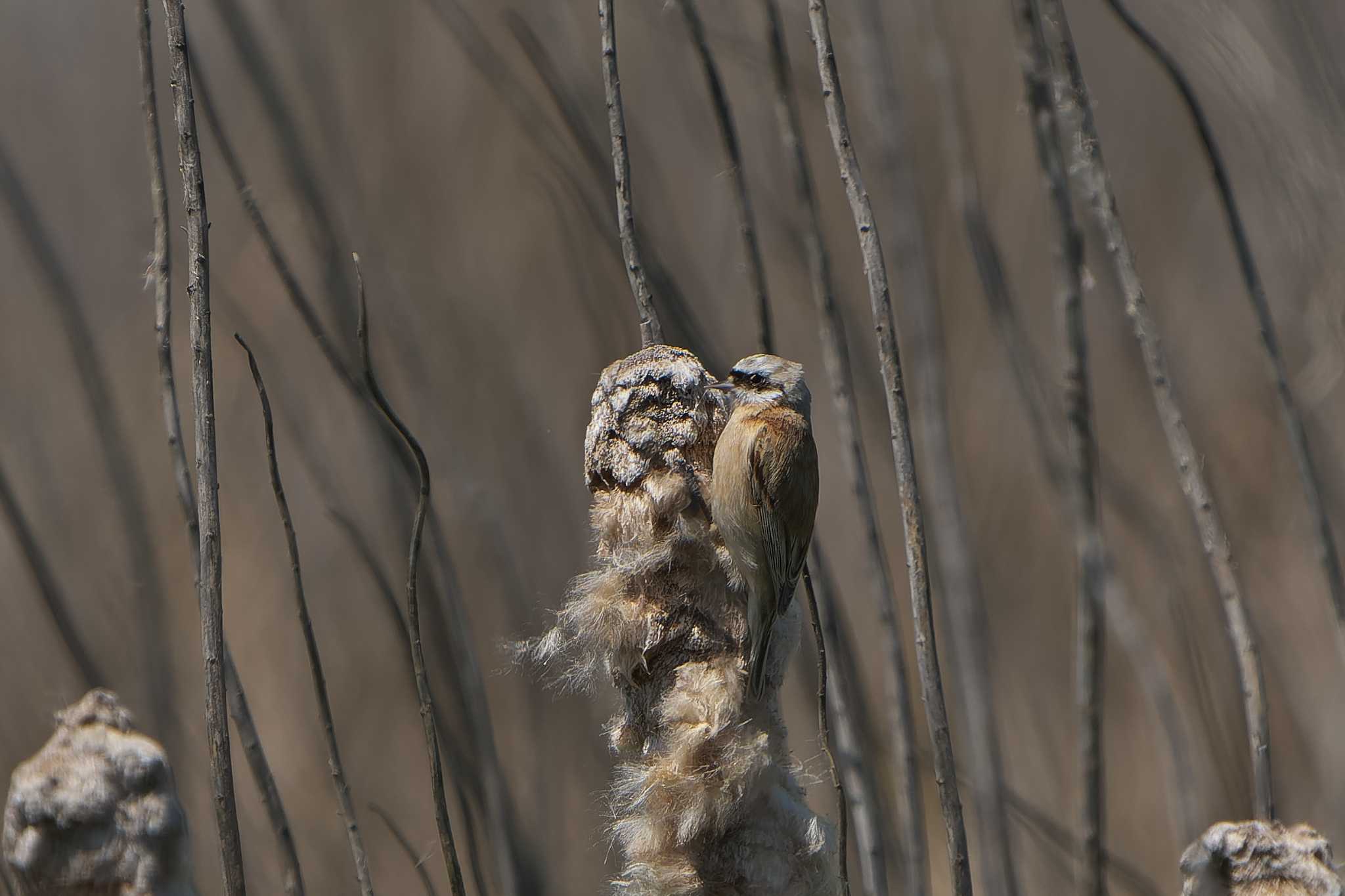 Photo of Chinese Penduline Tit at Mishima Island by 禽好き