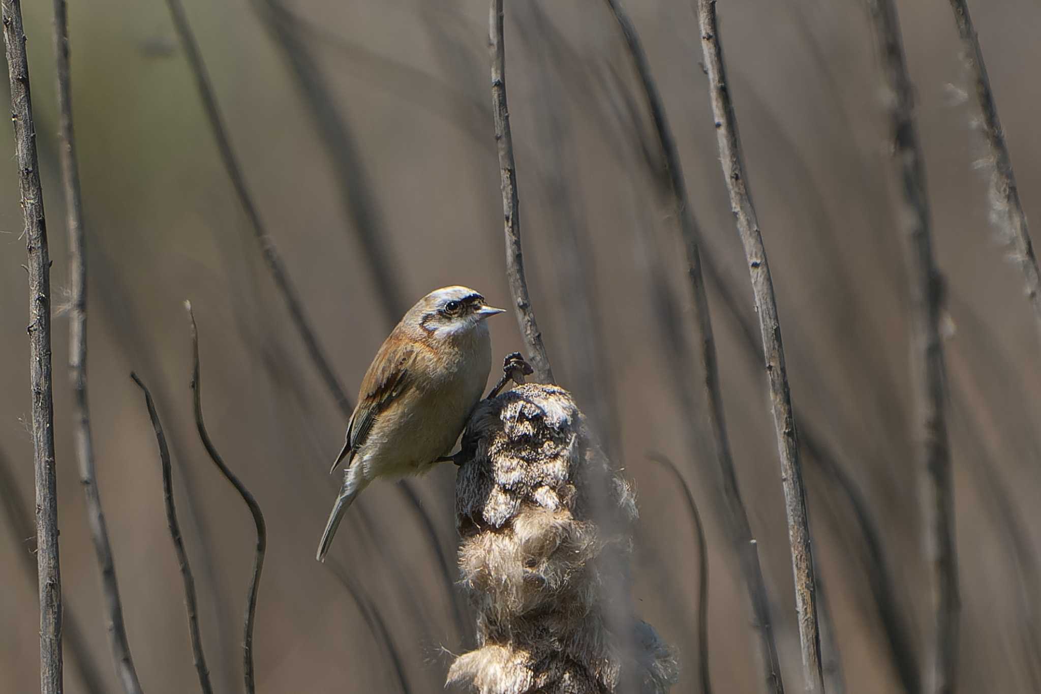 Photo of Chinese Penduline Tit at Mishima Island by 禽好き