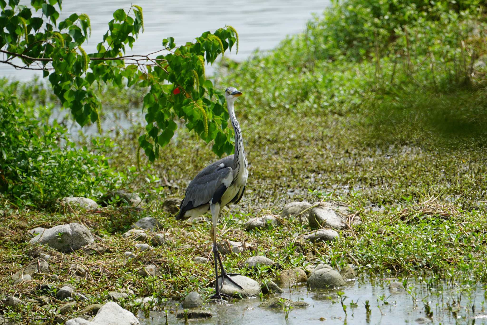 Grey Heron