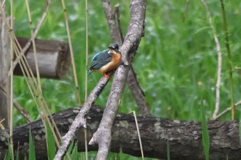 カワセミ 北海道 2023年5月15日(月)