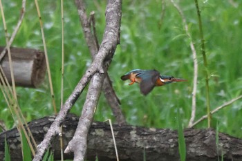 カワセミ 北海道 2023年5月15日(月)