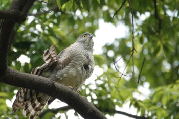 Japanese Sparrowhawk 東京都 Fri, 5/12/2023