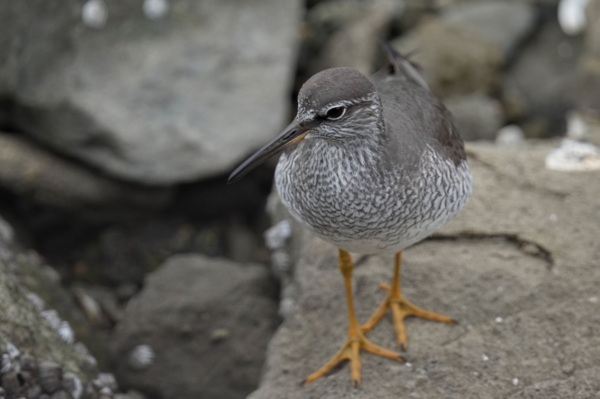 Photo of Grey-tailed Tattler at Tokyo Port Wild Bird Park by アポちん