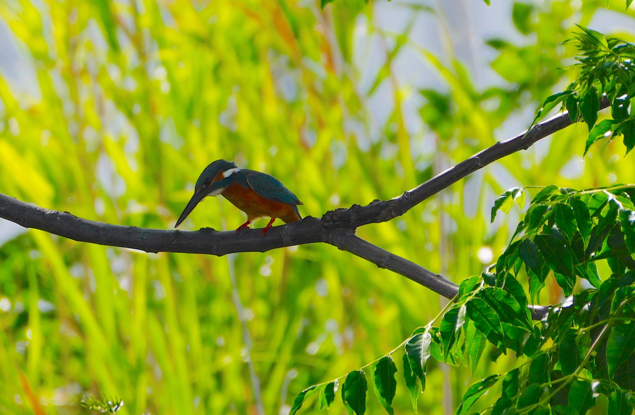 Photo of Common Kingfisher at 恩智川治水緑地 by アルキュオン