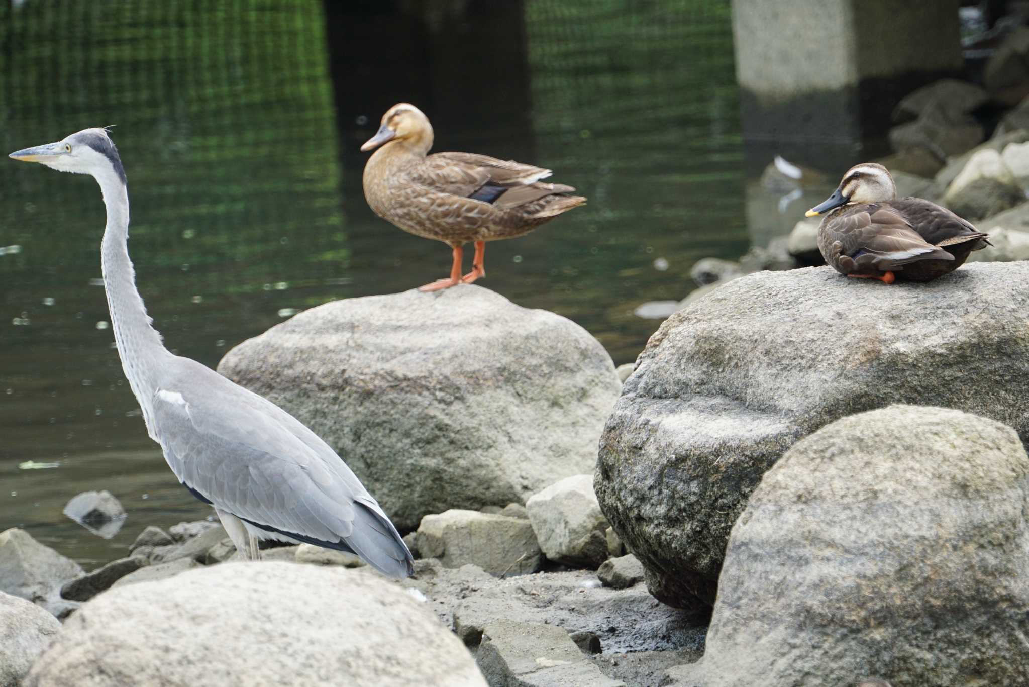 Eastern Spot-billed Duck