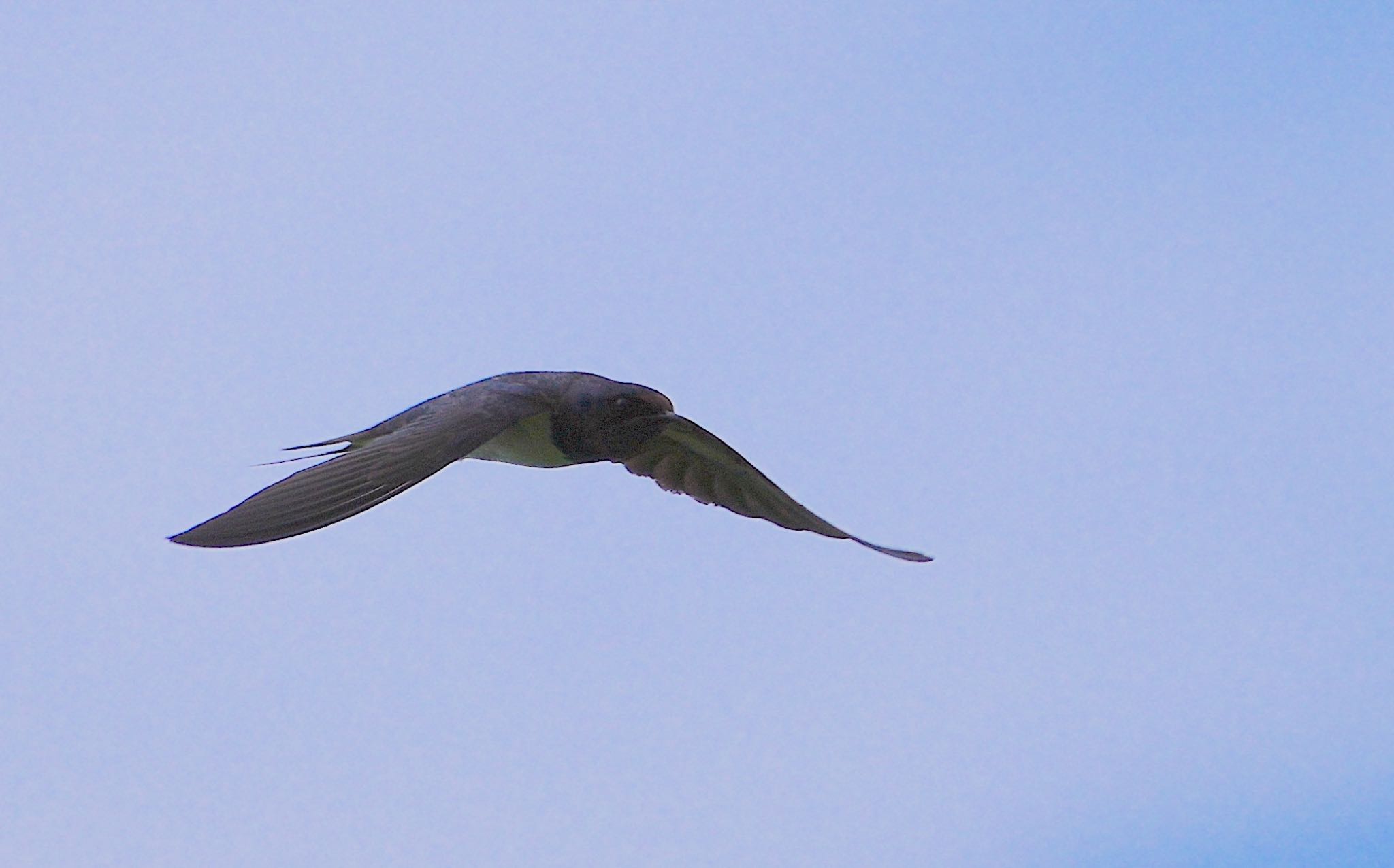 Photo of Barn Swallow at 恩智川治水緑地 by アルキュオン