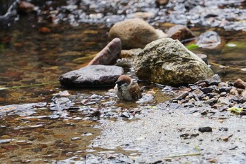 スズメ 昆陽池公園 2018年6月27日(水)