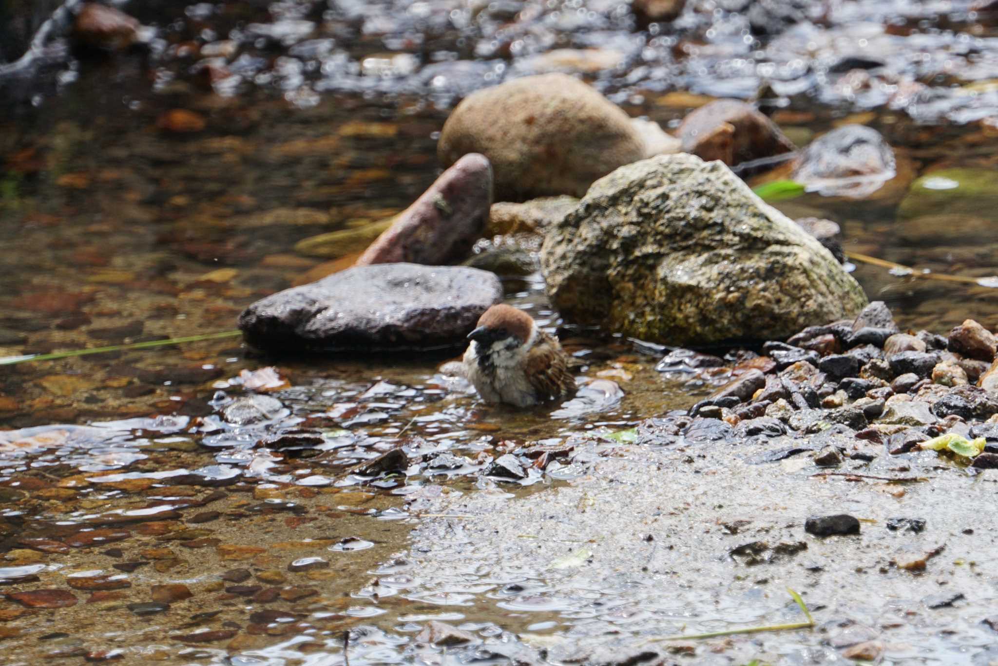 Eurasian Tree Sparrow