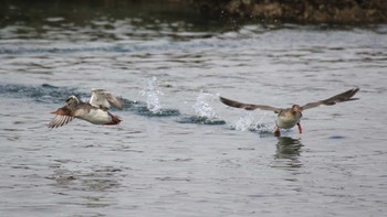 Red-breasted Merganser 長井漁港 Sun, 1/31/2016