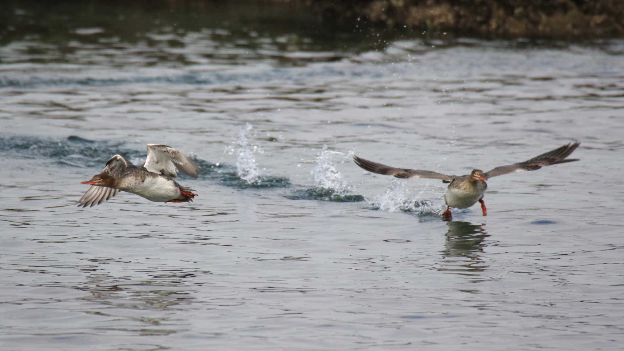 長井漁港 ウミアイサの写真 by k honma