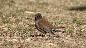 シロハラ 葛西臨海公園 2016年2月11日(木)