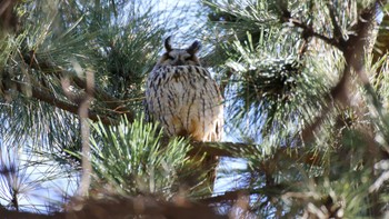 トラフズク 葛西臨海公園 2016年2月11日(木)