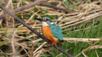 Common Kingfisher 蟹ヶ谷公園 Sun, 3/13/2016