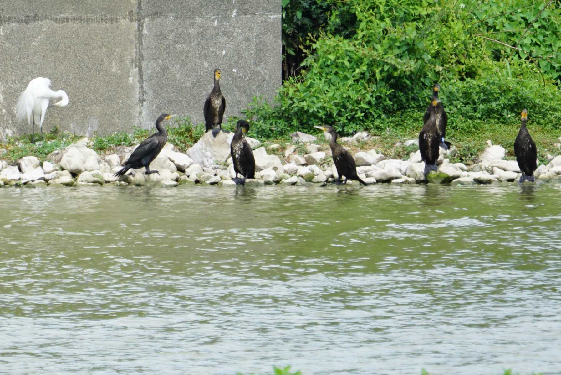 Great Cormorant