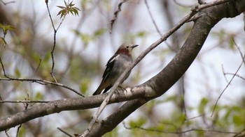 コムクドリ 八ヶ岳ふれあい公園 2016年5月6日(金)