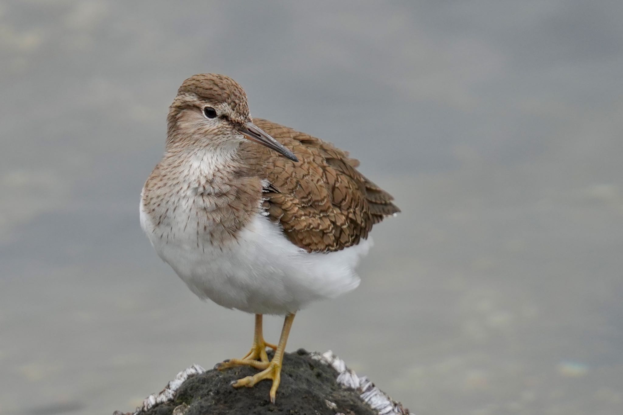 Photo of Common Sandpiper at Tokyo Port Wild Bird Park by アポちん