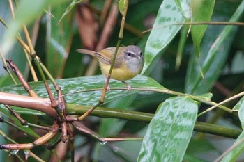 Yellow-bellied Warbler