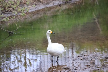 オオハクチョウ 北海道　函館市　松倉川 2023年5月15日(月)