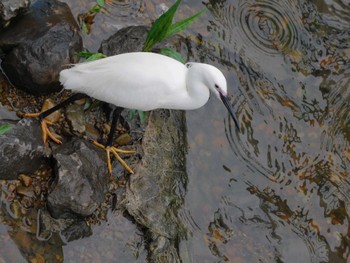 2023年5月15日(月) 妙正寺川の野鳥観察記録